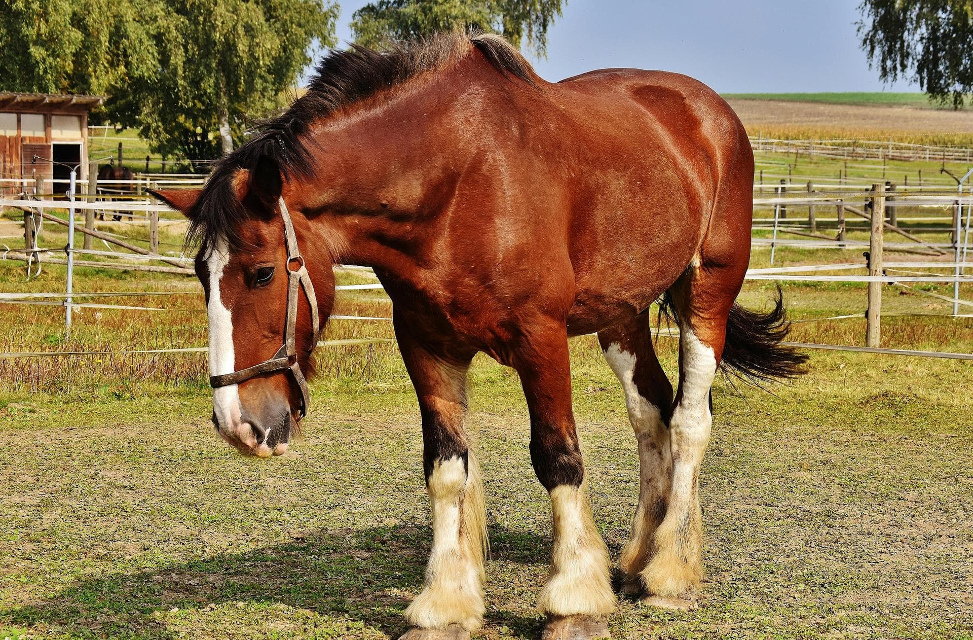 Specialist Vets in Huntington