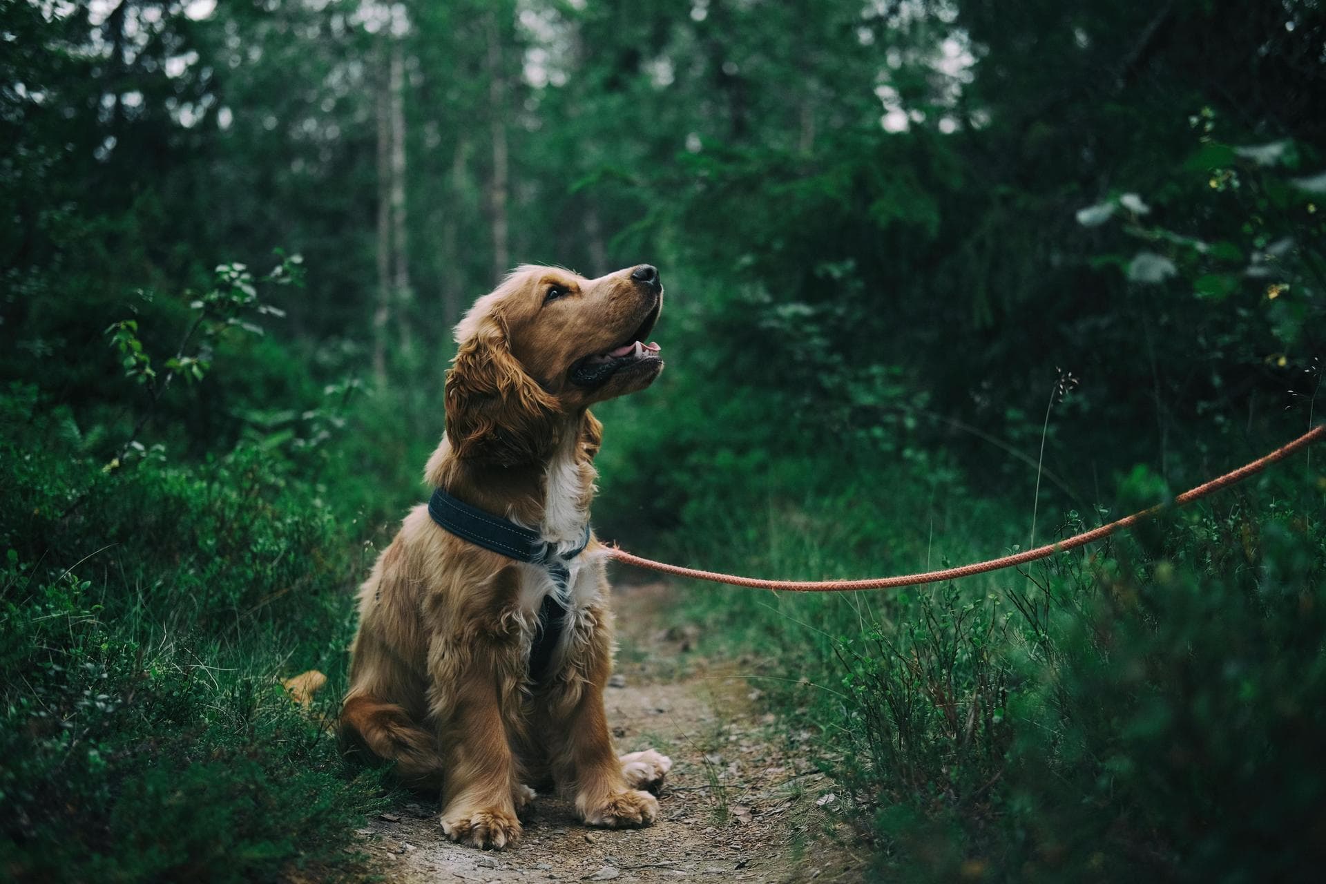 Dog & Cat Vets in Huntington
