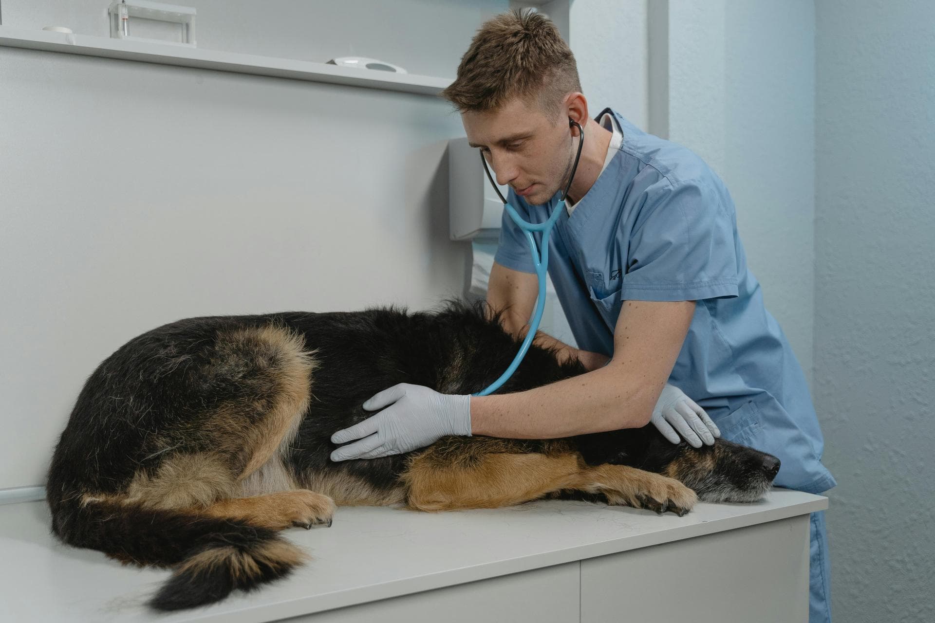Dog & Cat Vets in Huntington
