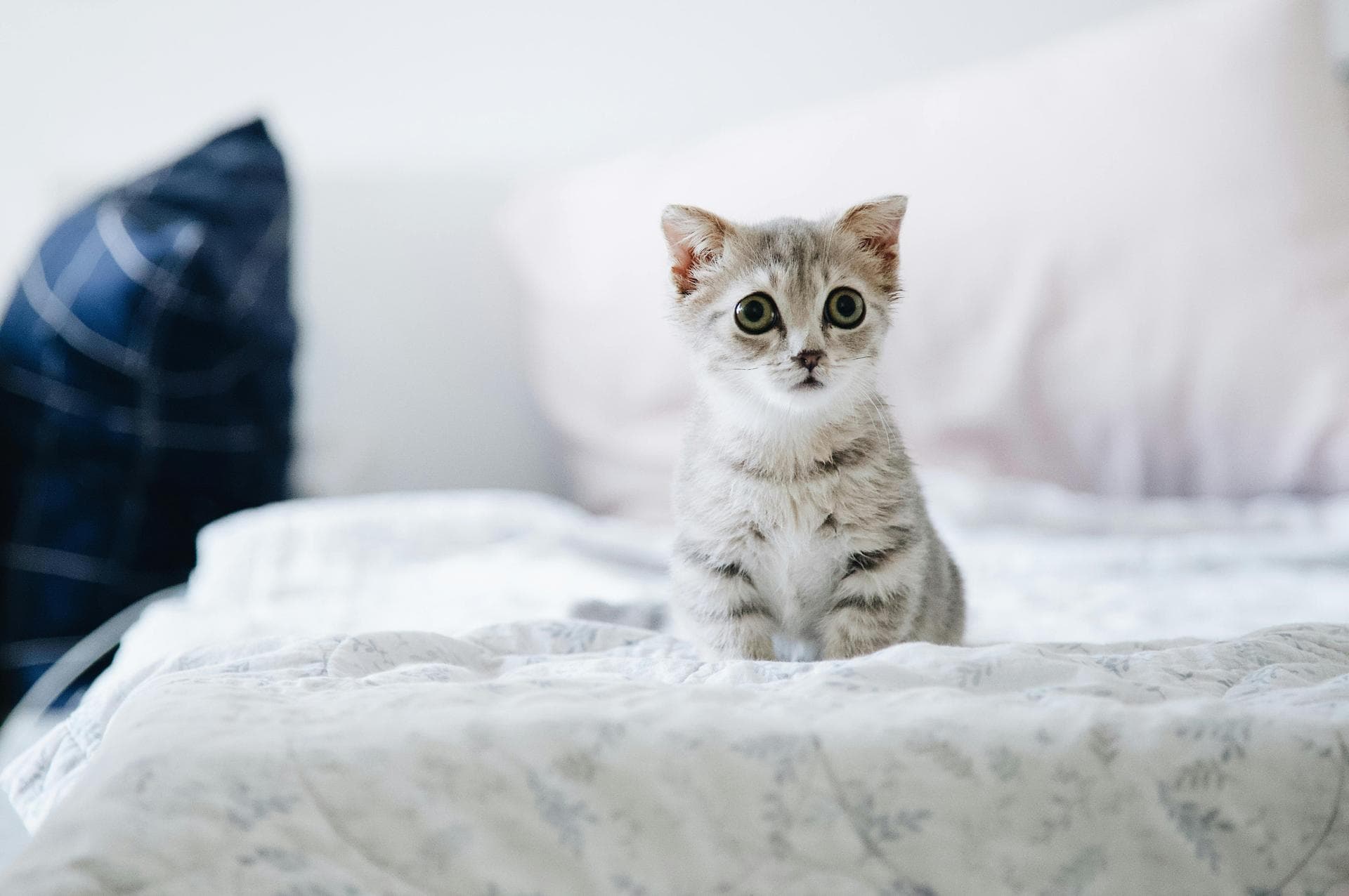 Specialist Vets in Huntington